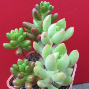 Sedum