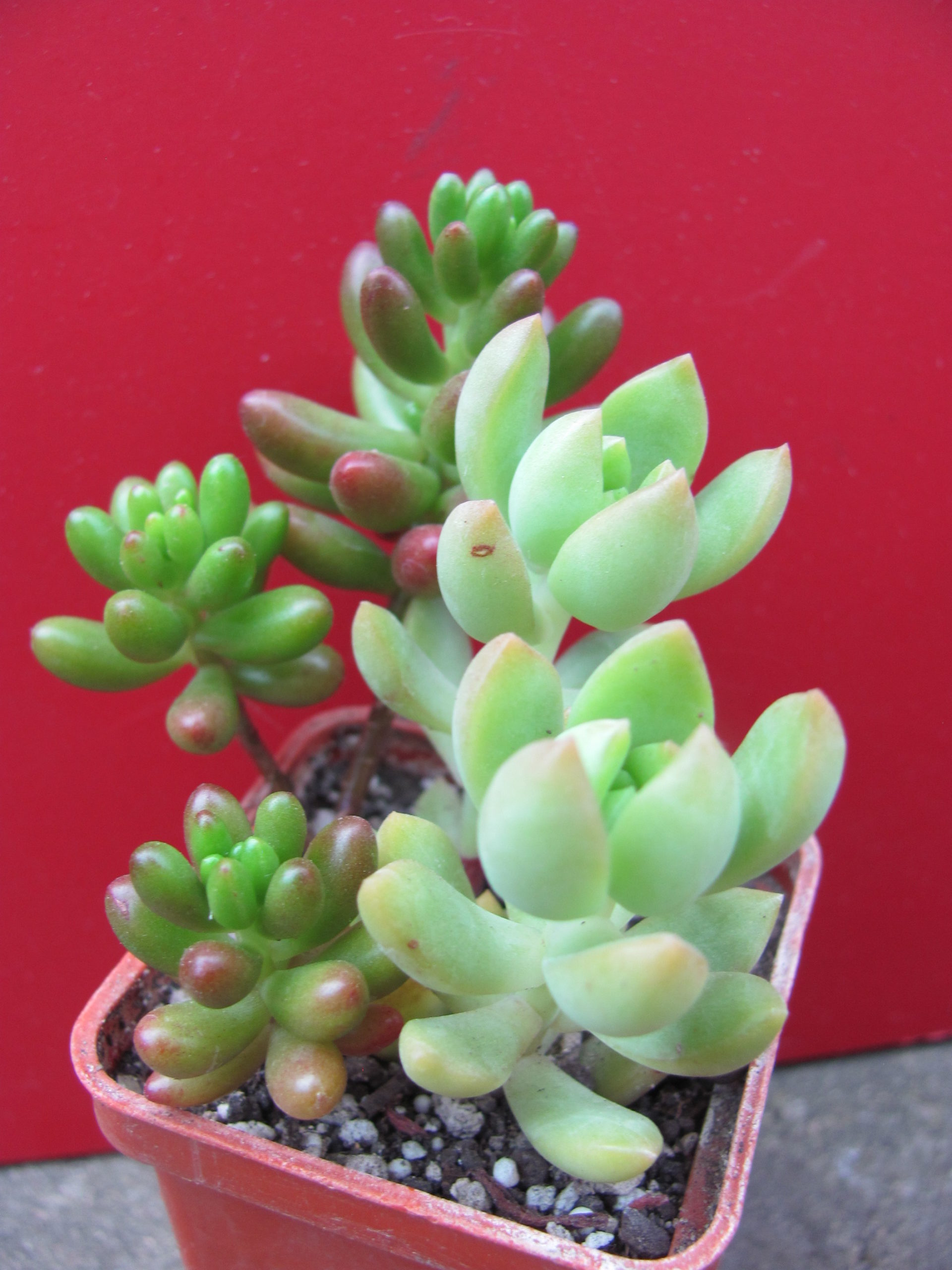 Sedum