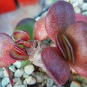 adromischus burgundy