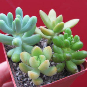 Sedum