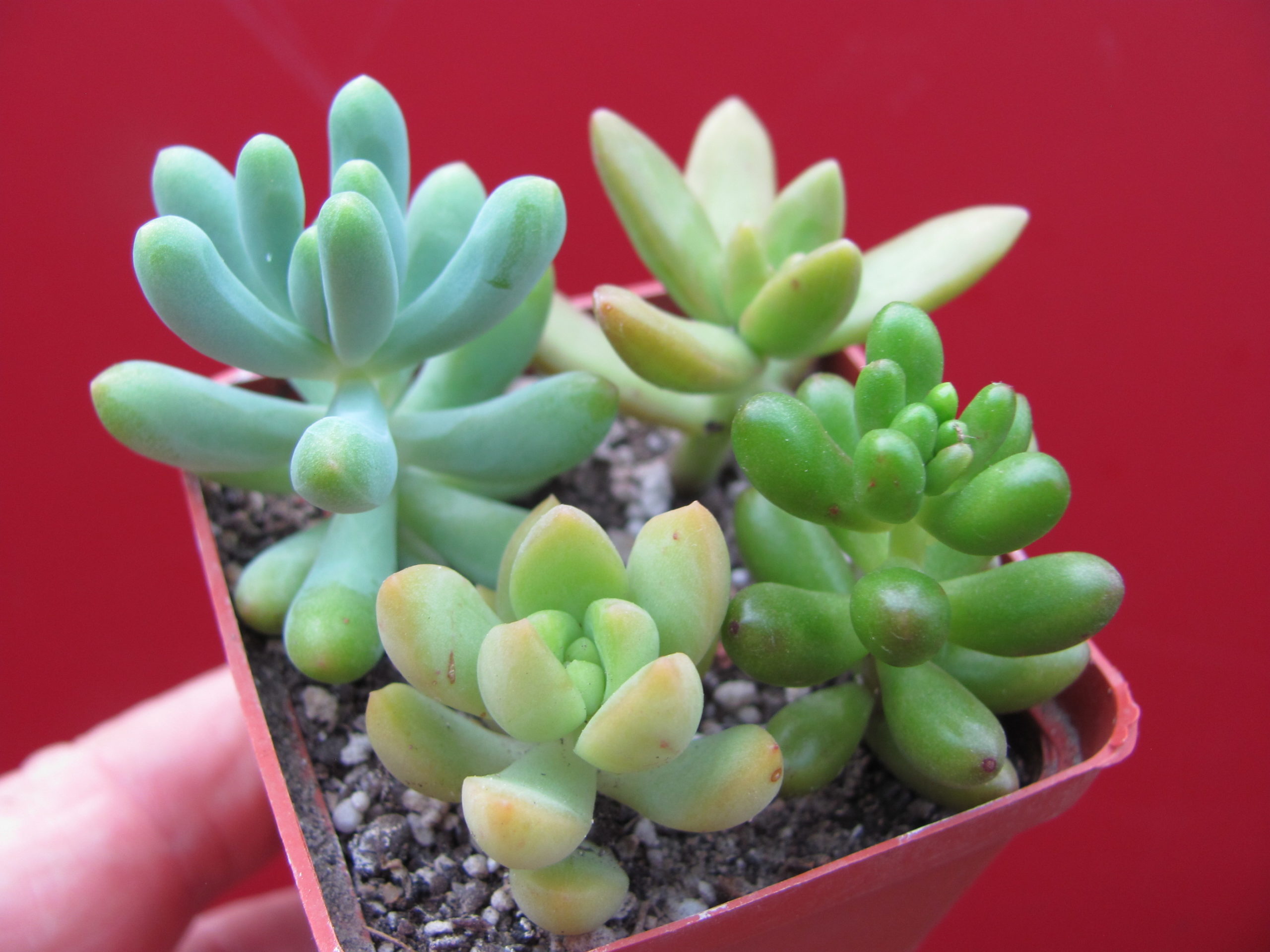Sedum