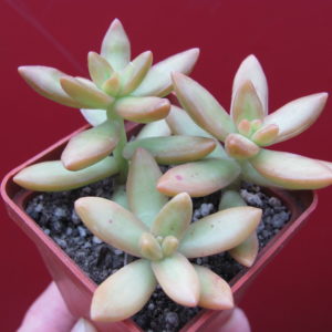 Sedum   nussbaumerianum