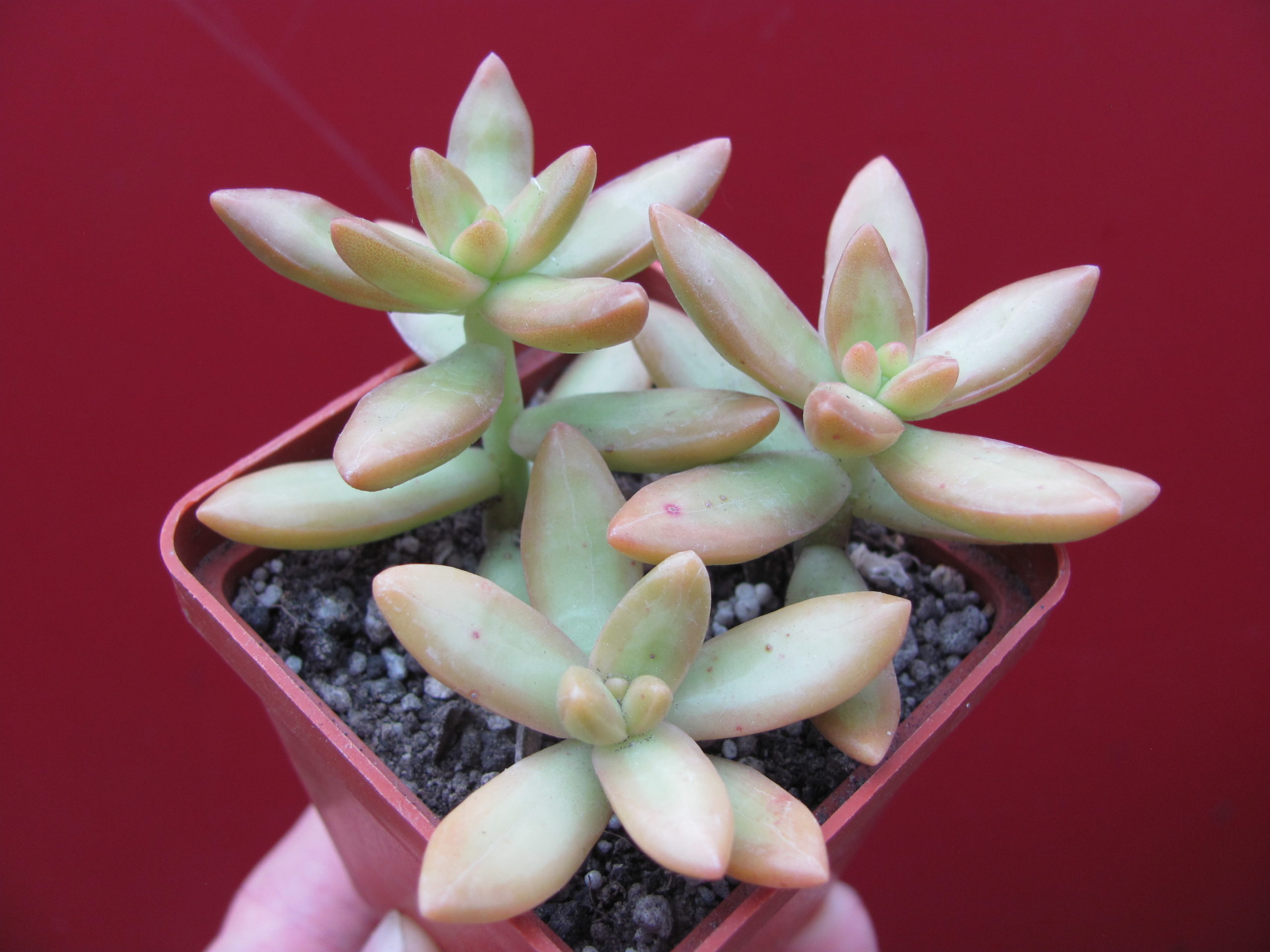 Sedum nussbaumerianum