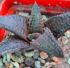 haworthia kintaikyo x haworthia koelmaniorum