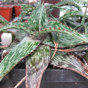 Aloe   somaliense
