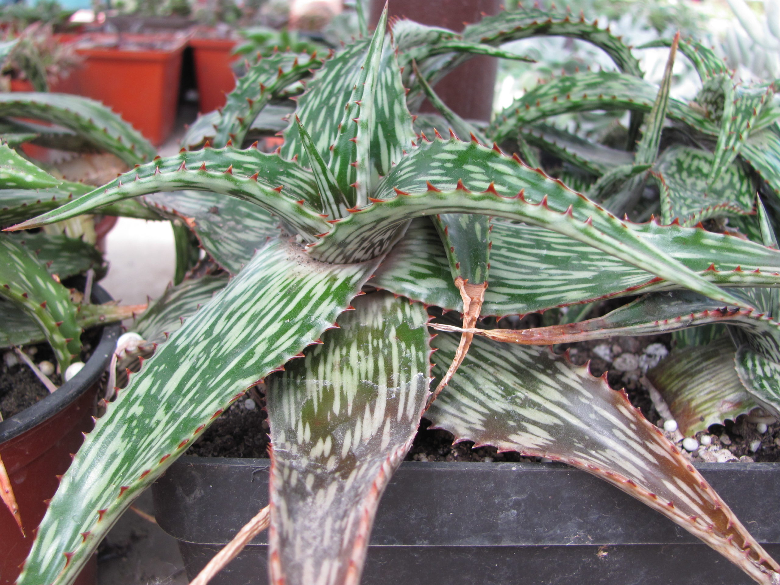 Aloe   somaliense