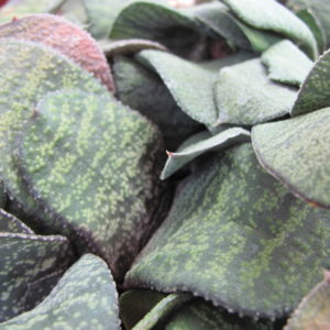Gasteria   Dudon x Batesiana