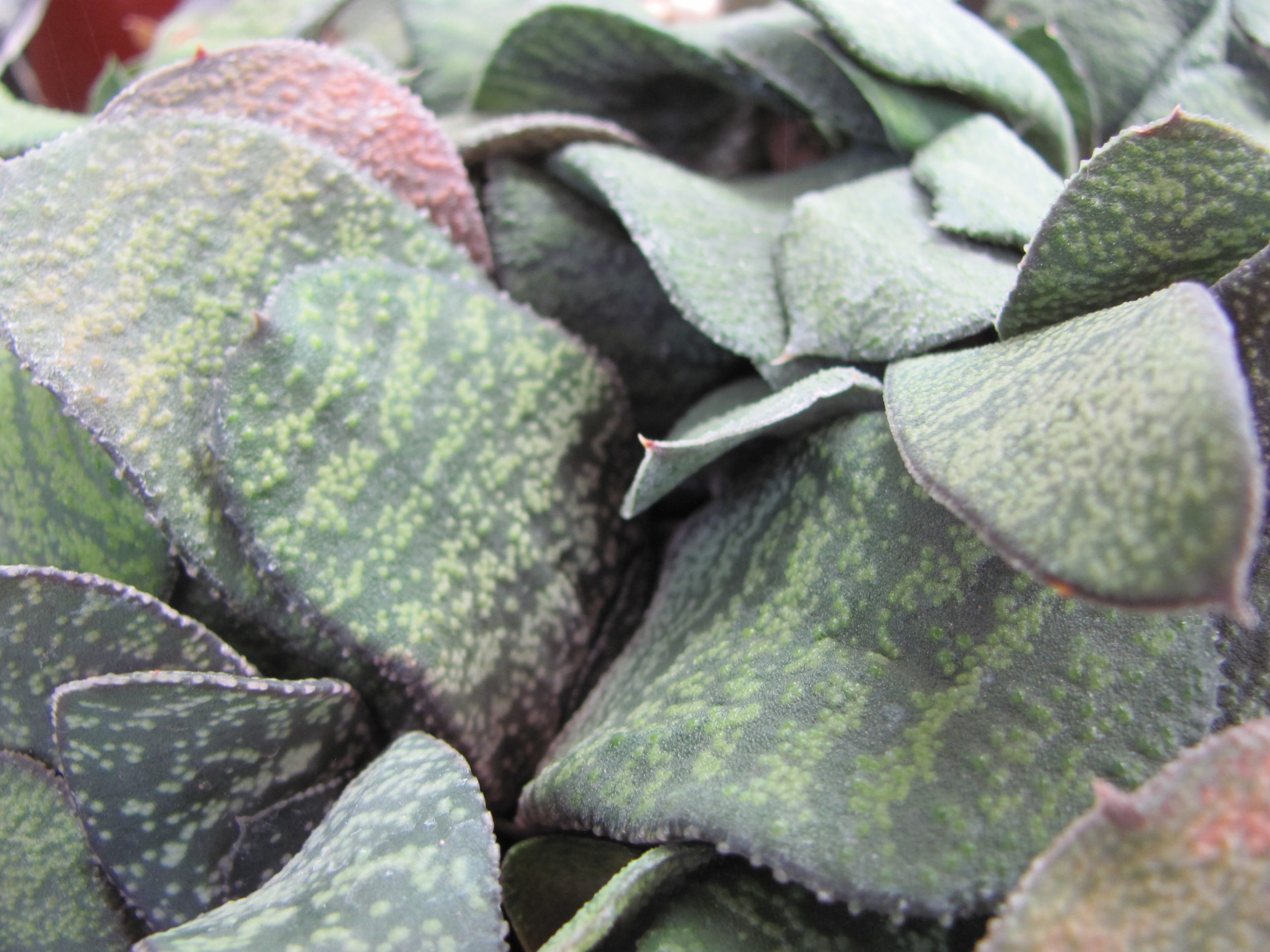 Gasteria   Dudon x Batesiana