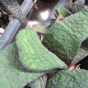 Gasteria    Dudon x  Barberton