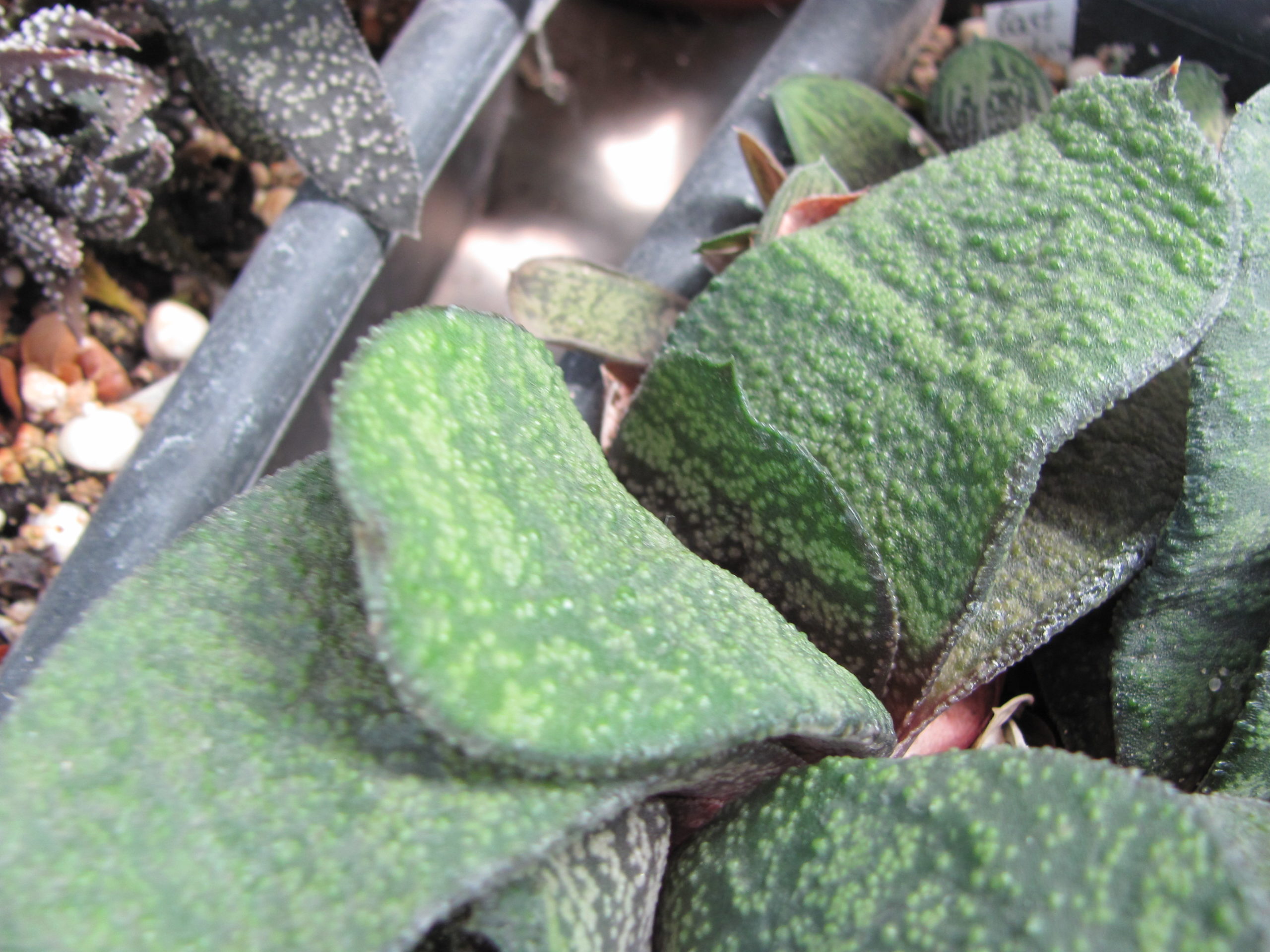 Gasteria    Dudon x  Barberton