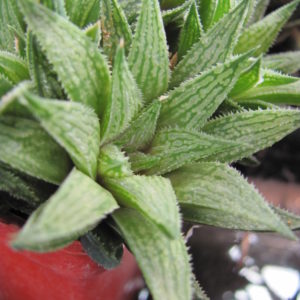 Haworthia     *Sugar  Candy*