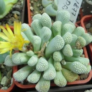 titanopsis primosii
