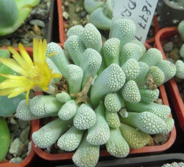 titanopsis primosii