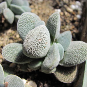 Crassula tecta