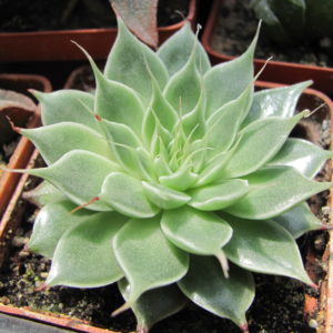 Graptopetalum   Silver Star
