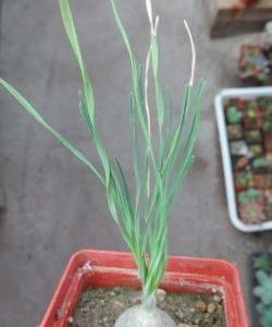 IB 11324 drimia spec. Grasridge Daam спиральный лист, каудекс