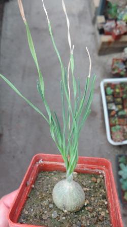 IB 11324 drimia spec. Grasridge Daam спиральный лист, каудекс