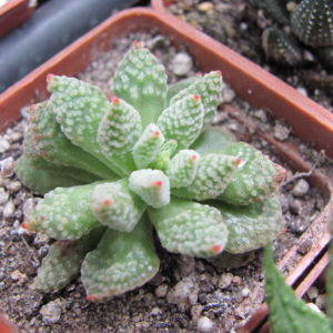 Crassula   ausensis    titanopsis
