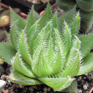 Haworthia   translucens   *Croom River*