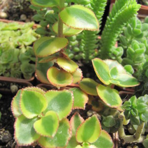 Crassula   sarmentosa   *Comet*