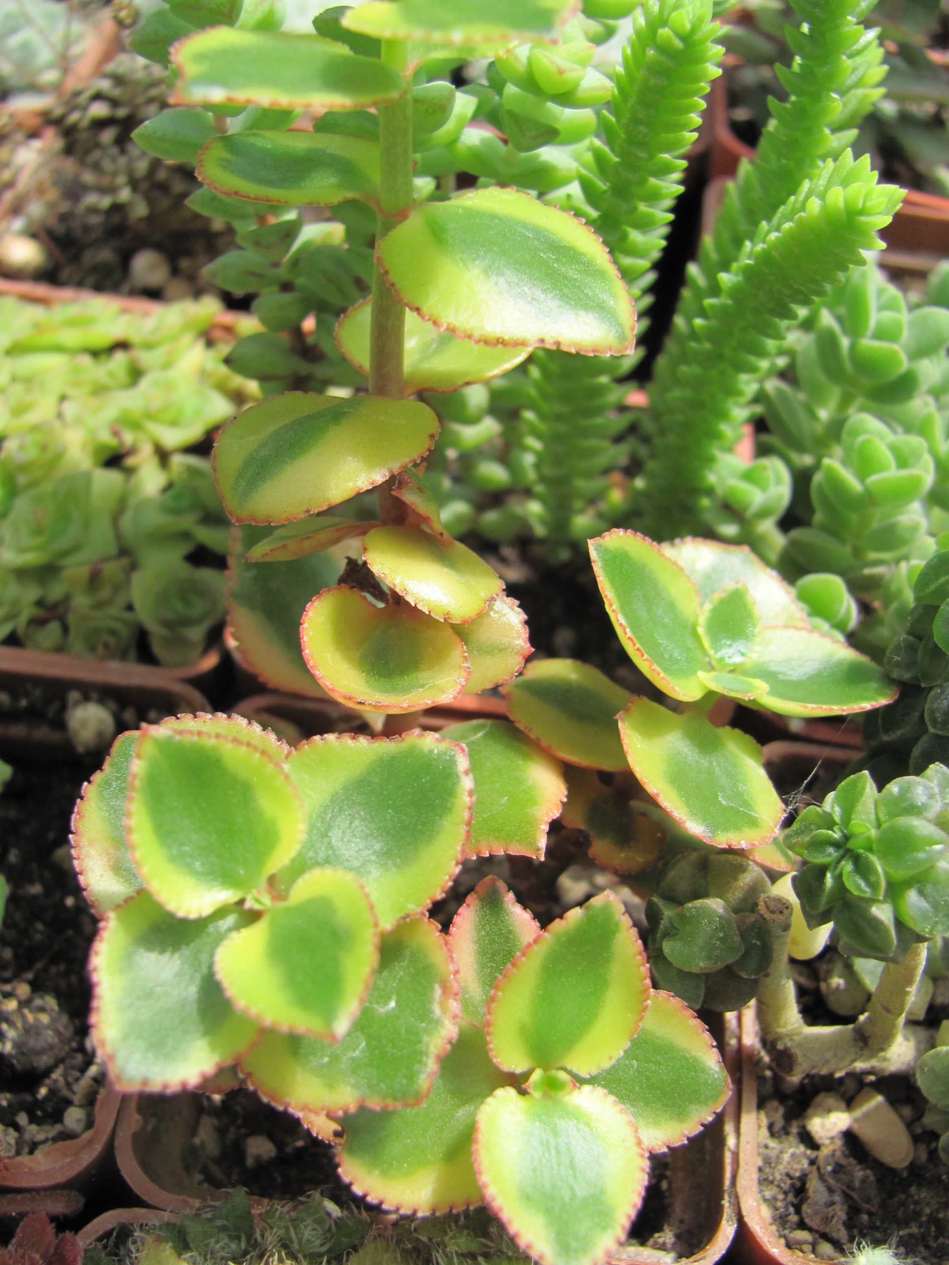 Crassula sarmentosa *Comet*