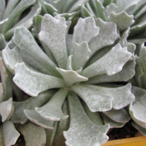 Senecio   scoposus   addoensis