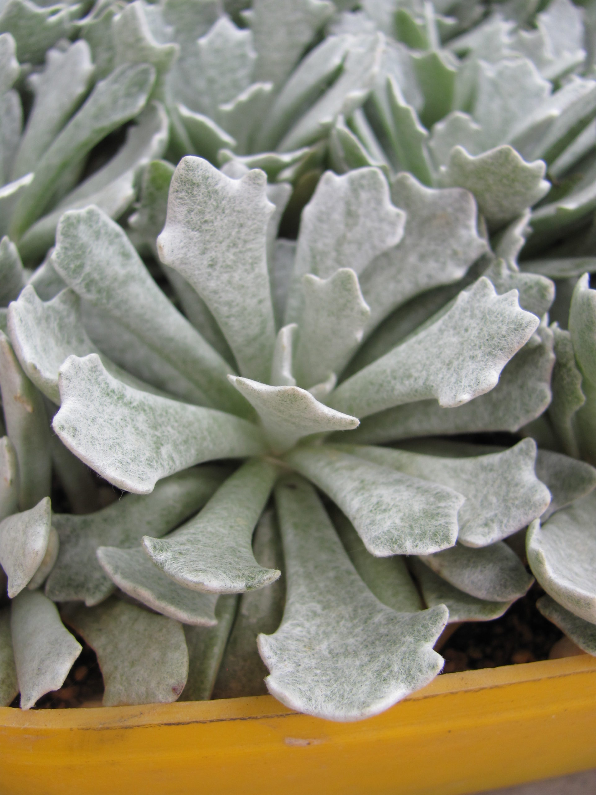 Senecio   scoposus   addoensis