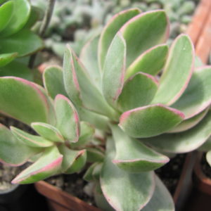Crassula    nudicaule    variegata