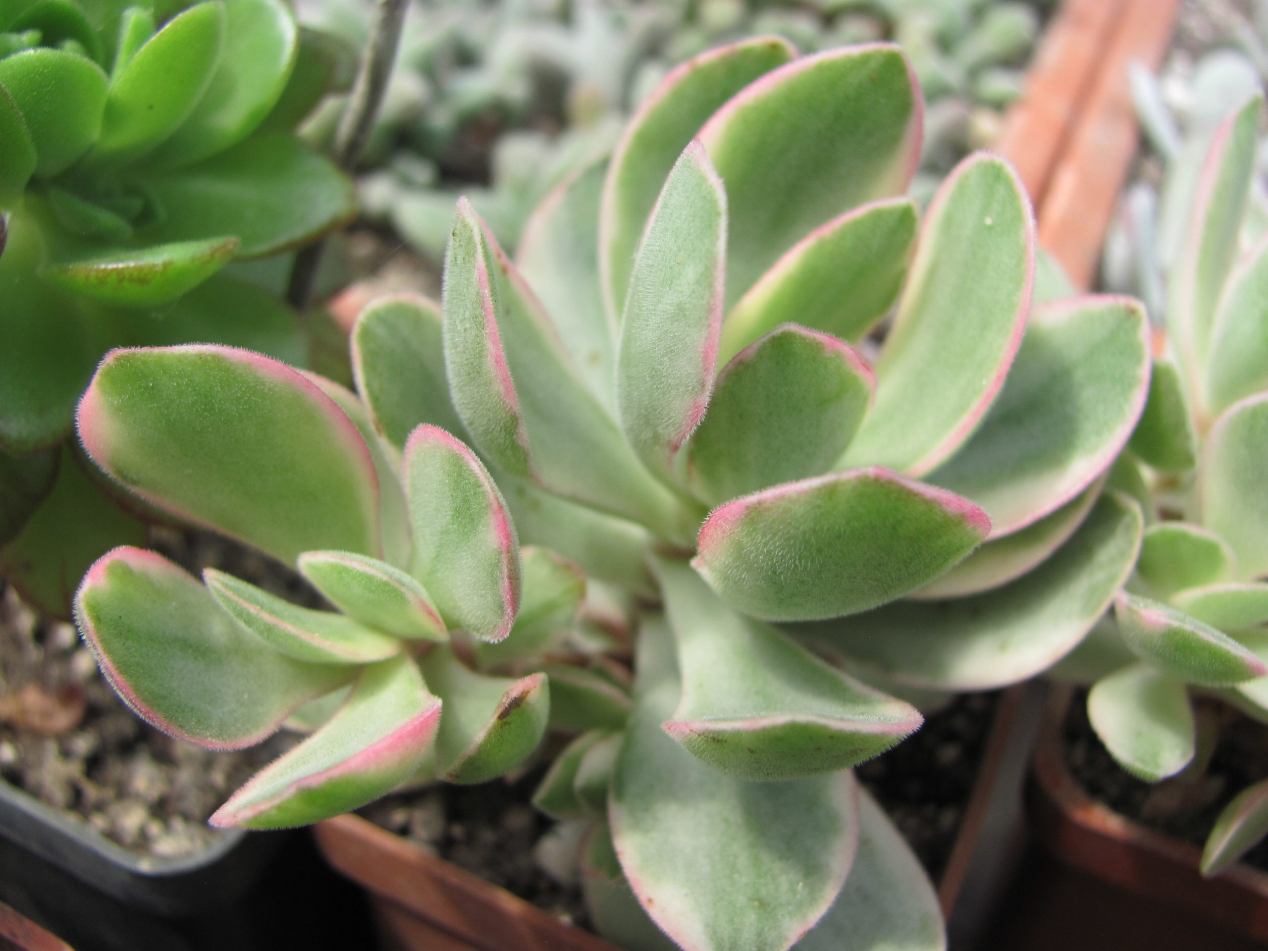 Crassula nudicaule variegata