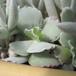 Cotyledon   undulata