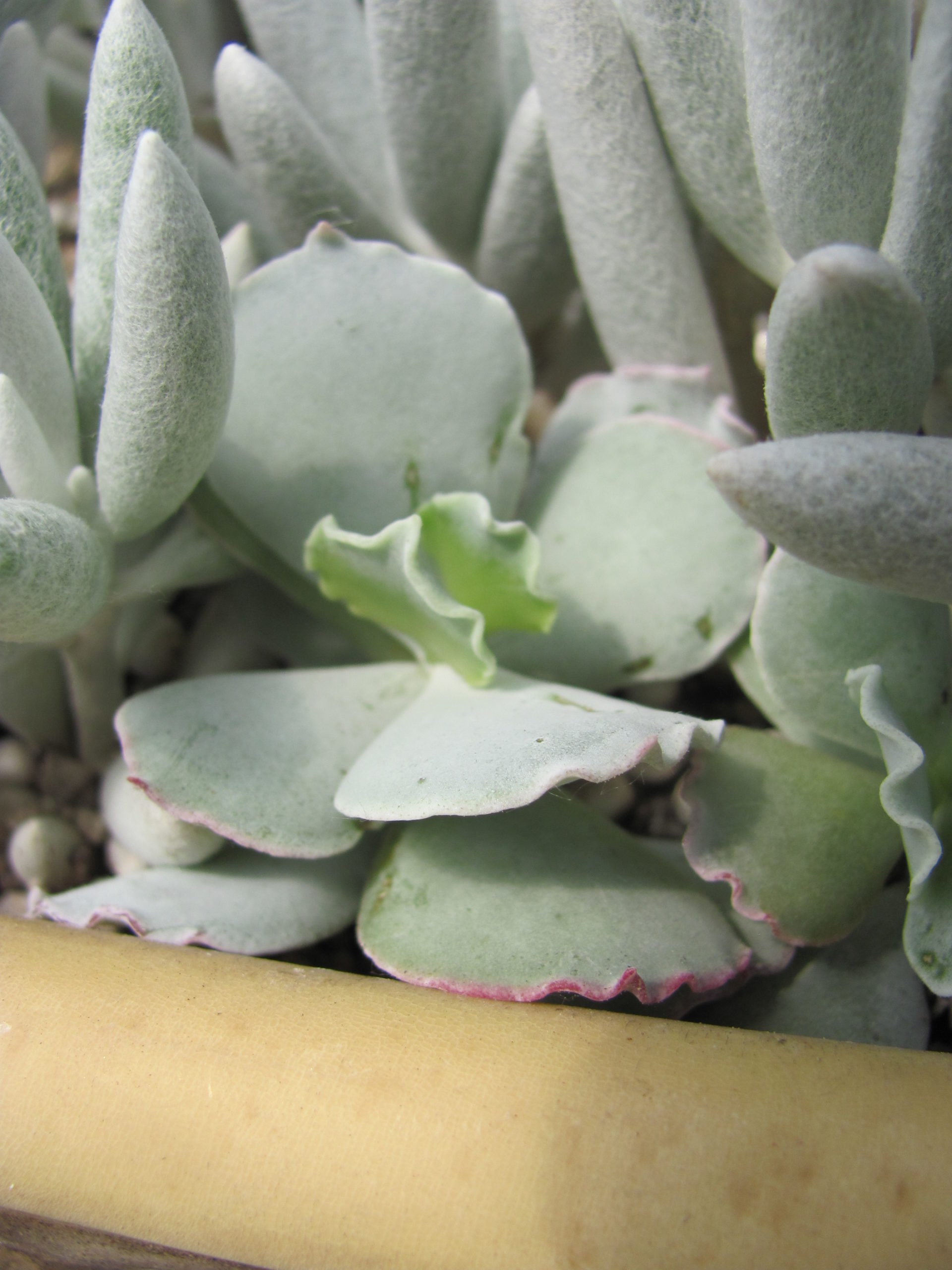 Cotyledon   undulata