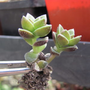 Crassula    hybr.        ( hybrid  Lipskiy )