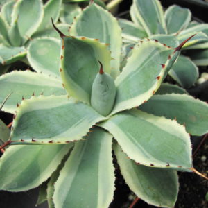Agava   Kichiokan   variegata