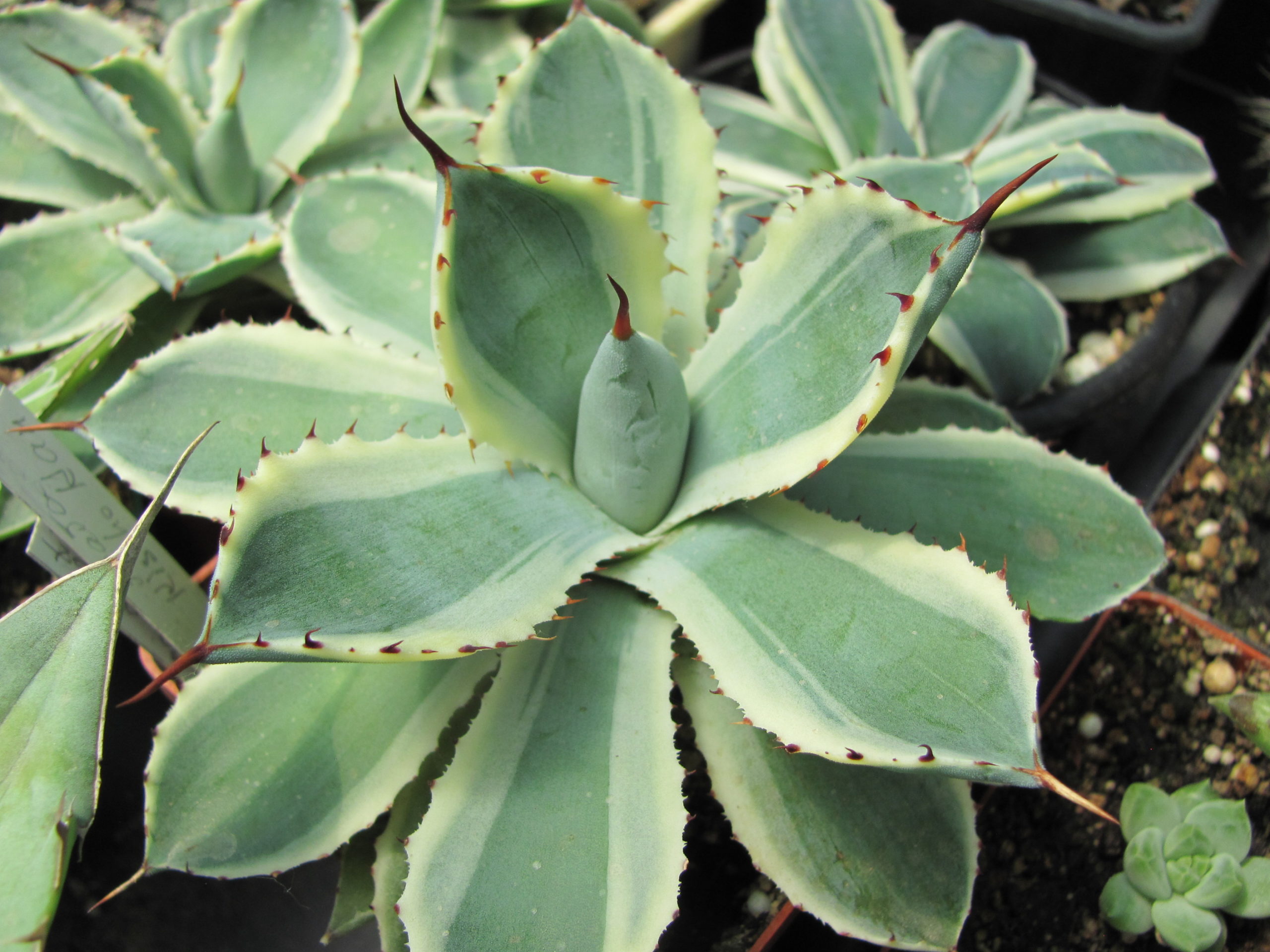 Agava   Kichiokan   variegata