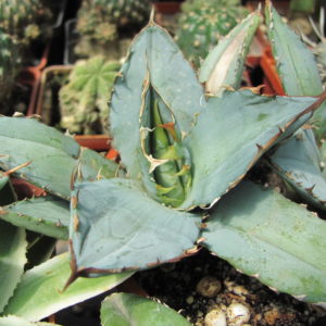 Agava  titanota   Blue