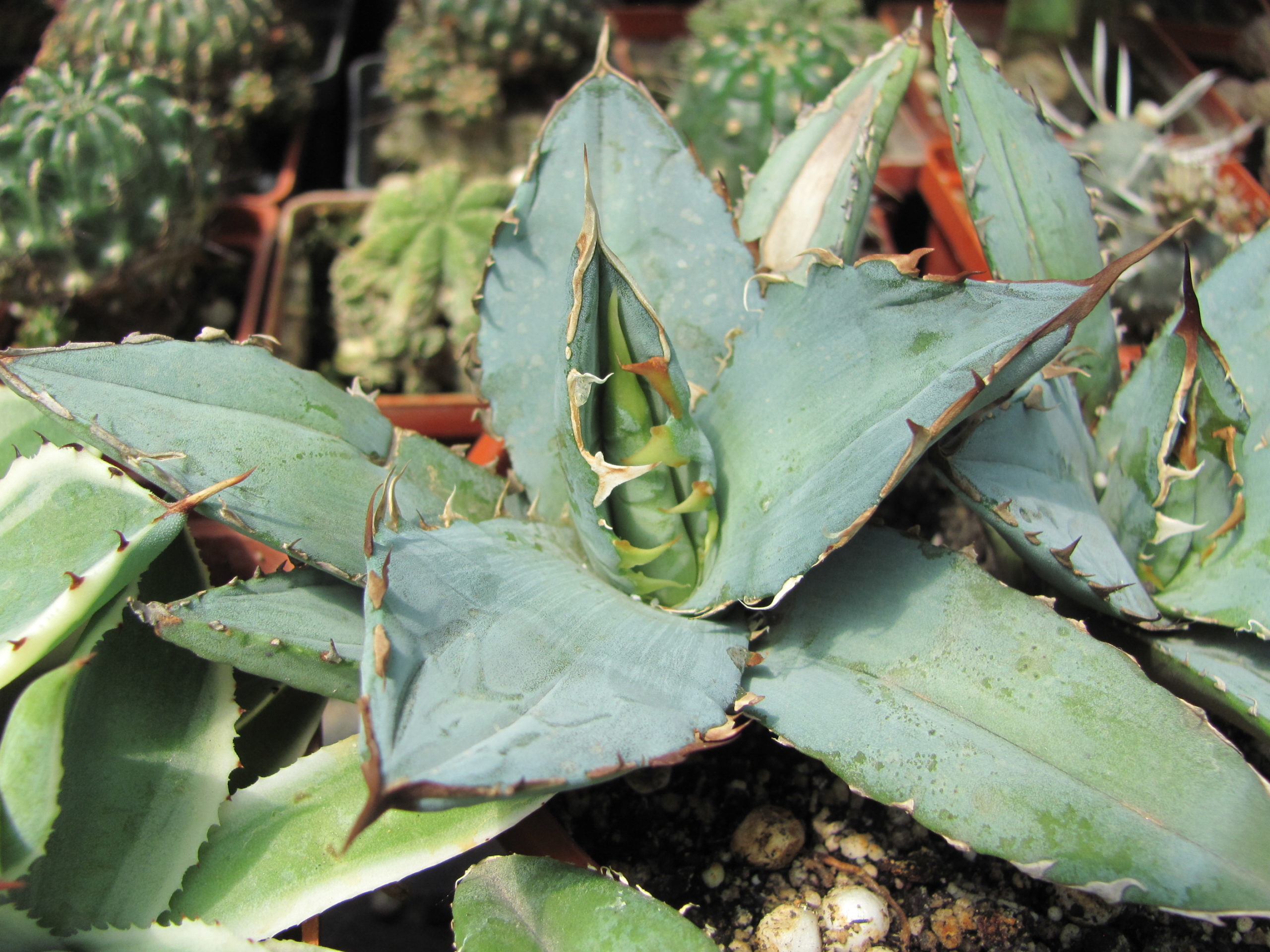 Agava  titanota   Blue