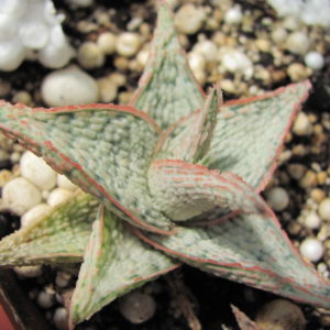 Aloe   hybr.   *White*       ( hybrid   Lipskiy )