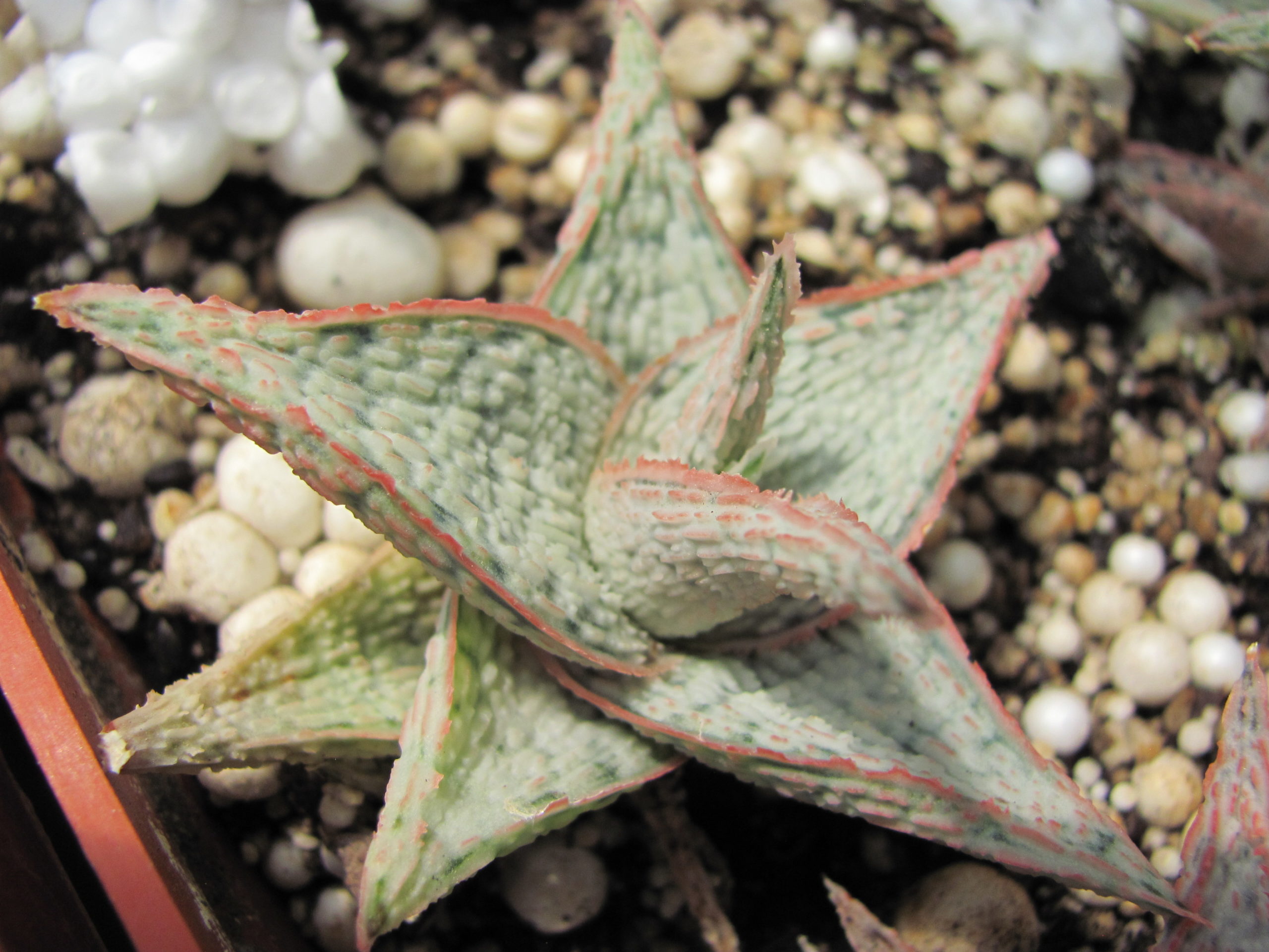 Aloe   hybr.   *White*       ( hybrid   Lipskiy )