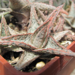 Aloe    hybr.  *White*       ( hybrid  Lipskiy )