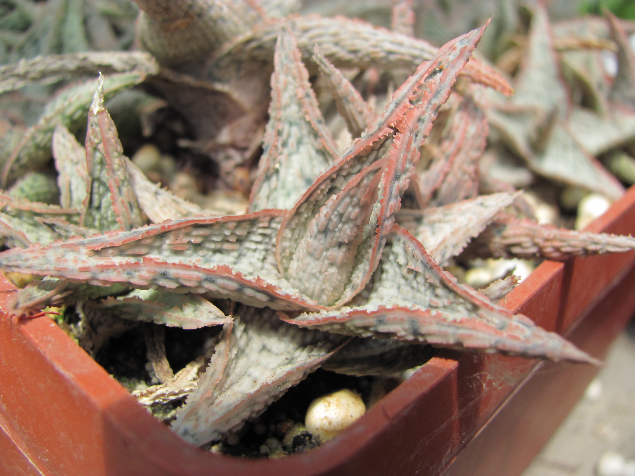 Aloe    hybr.  *White*       ( hybrid  Lipskiy )