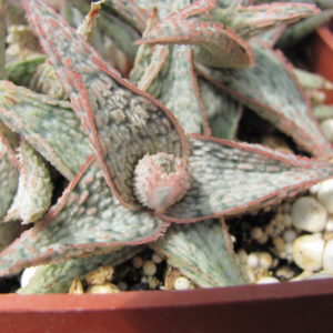 Aloe   hybr.   *White*     ( hybrid  Lipskiy )
