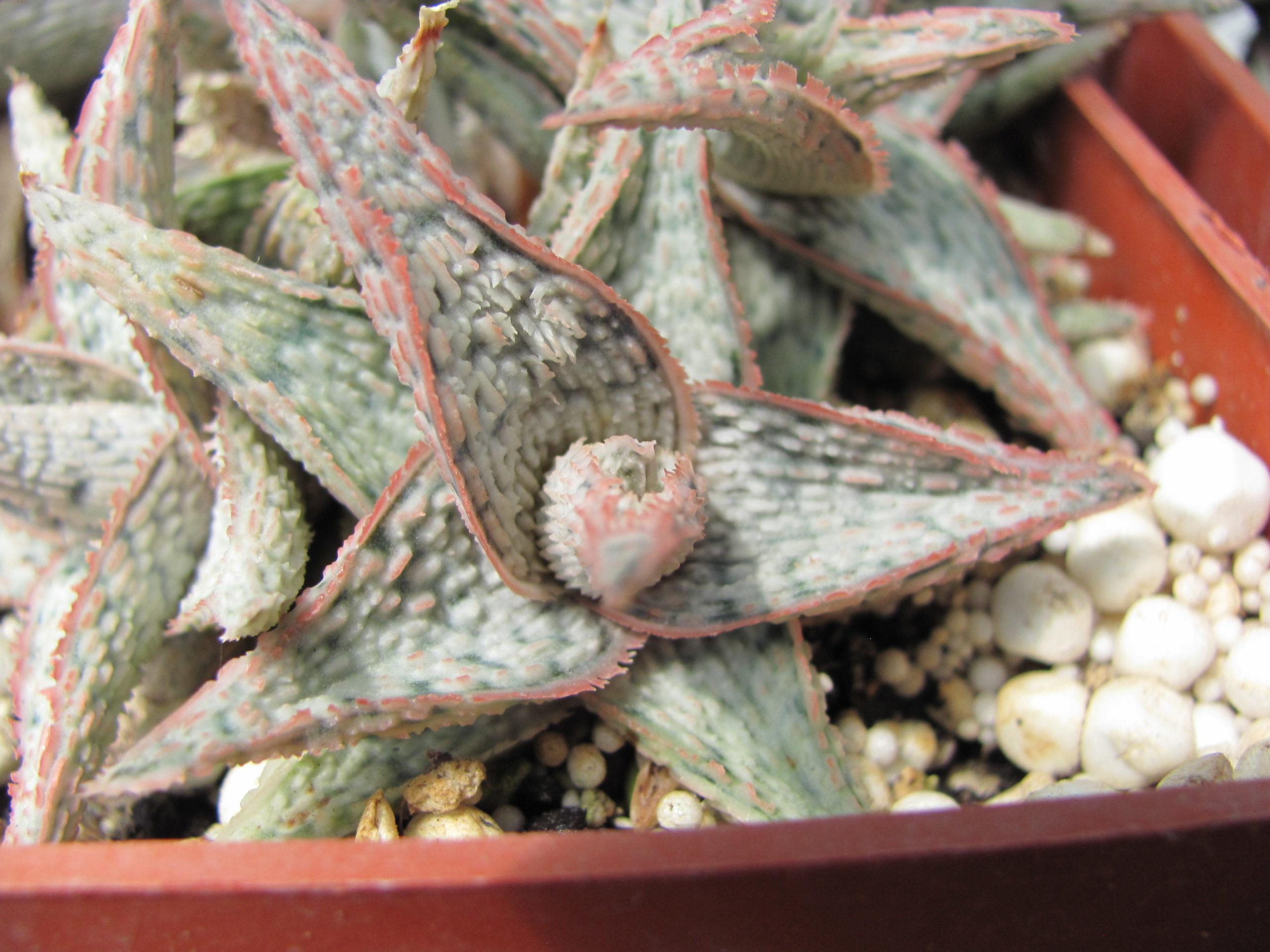 Aloe   hybr.   *White*     ( hybrid  Lipskiy )