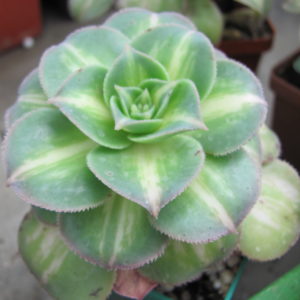 Aeonium   Moonburst     variegata
