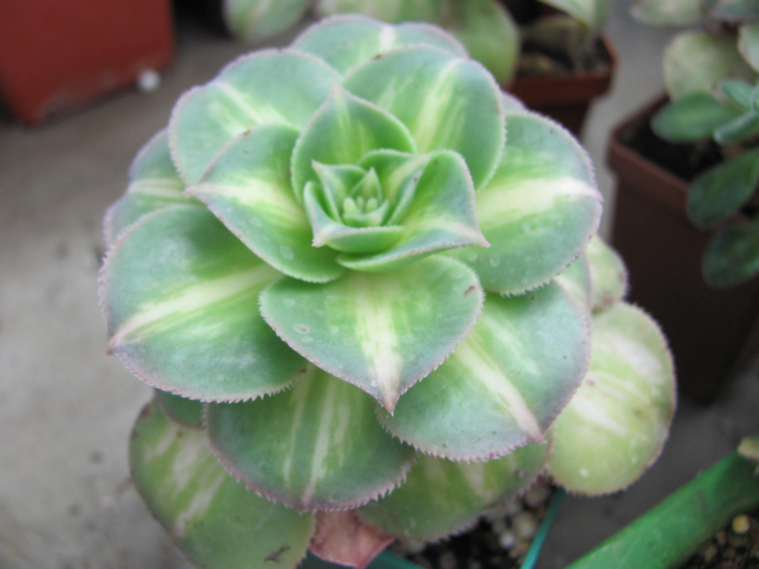 Aeonium   Moonburst     variegata