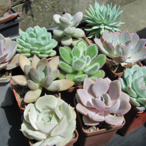 Echeveria      10 разом