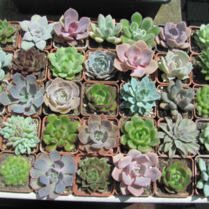 Echeveria      35 рослин разом по 50 гр