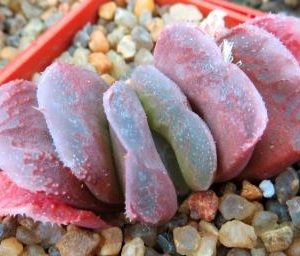 haworthia truncata x chevagri