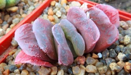 haworthia truncata x chevagri