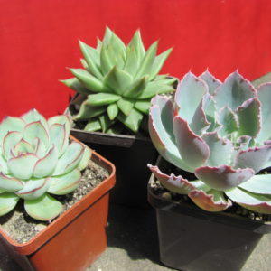 Echeveria     3 разом