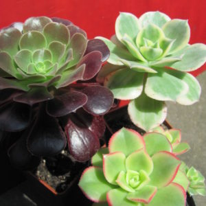Aeonium      3 разом